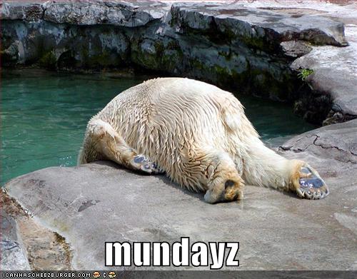 funny-pictures-monday-polar-bear